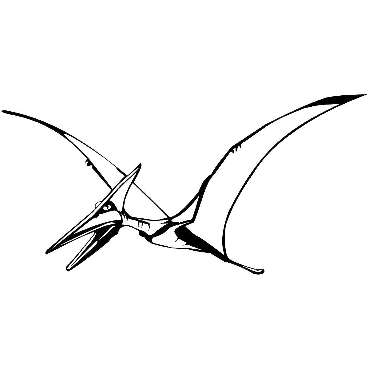 Coloring Pteranodon. Category dinosaur. Tags:  Dinosaurs , Pteranodon, flying.