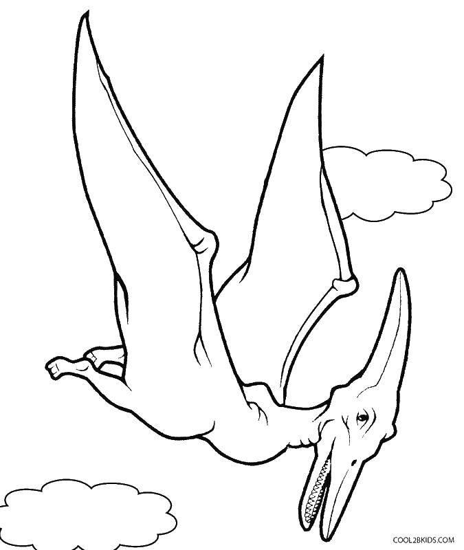Coloring Pterodactyl in the sky. Category dinosaur. Tags:  dinosaurs , pterodactyls.