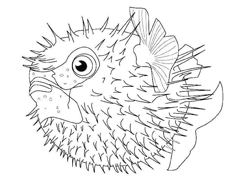 Coloring Fish hedgehog pouted. Category coloring. Tags:  fish, hedgehog.