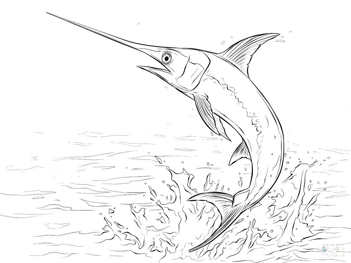Название: Раскраска Рыба меч. Категория: рыбы. Теги: рыбы, рыба меч, морские обитатели.