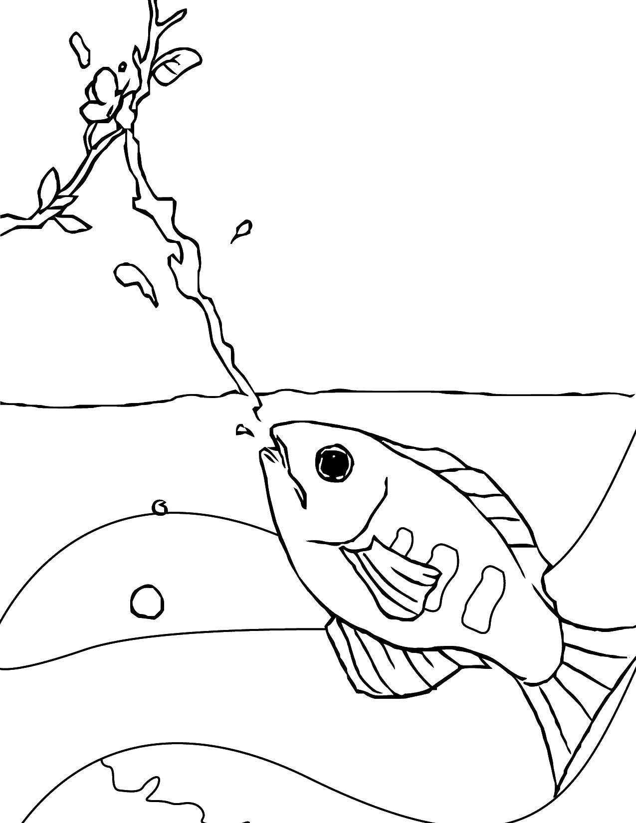 Название: Раскраска Рыбка стреляет водой. Категория: морское. Теги: Подводный мир, рыба.