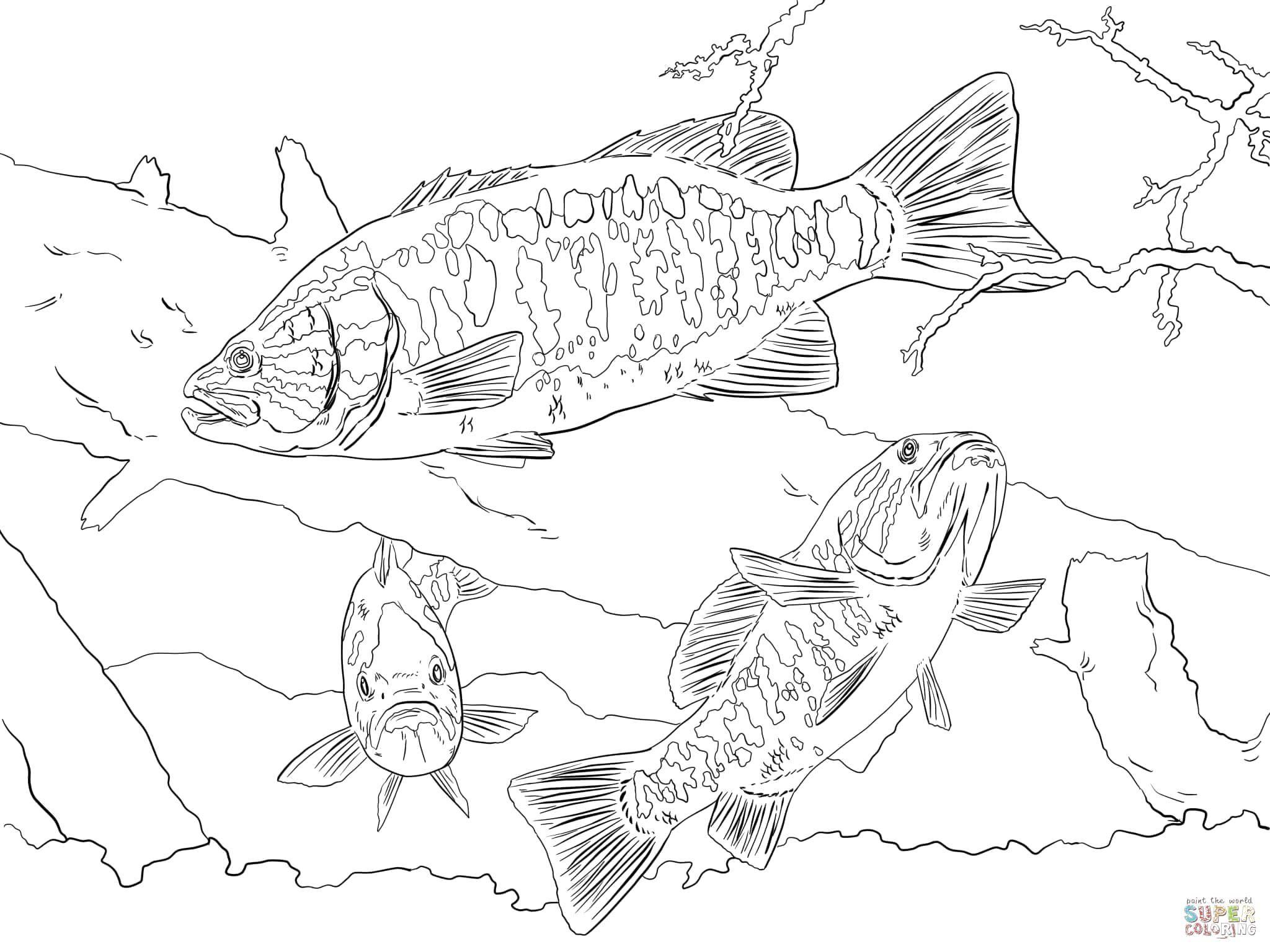 Coloring Fish at the bottom. Category fish. Tags:  fish, fish.
