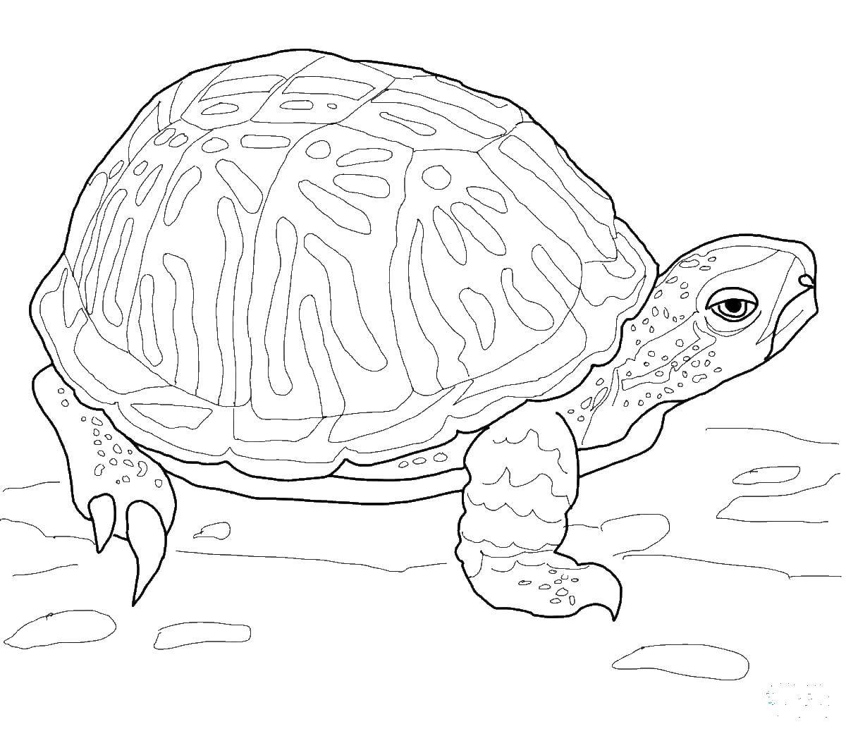Название: Раскраска Сонная черепашка. Категория: Морская черепаха. Теги: Рептилия, черепаха.