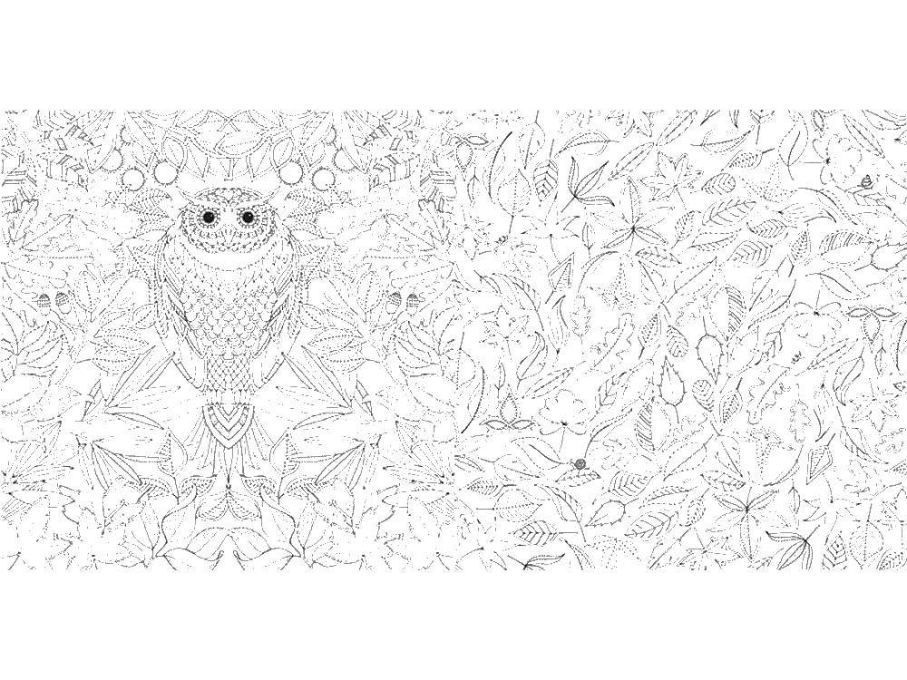 Coloring Owl on the branch. Category coloring antistress. Tags:  Owl.