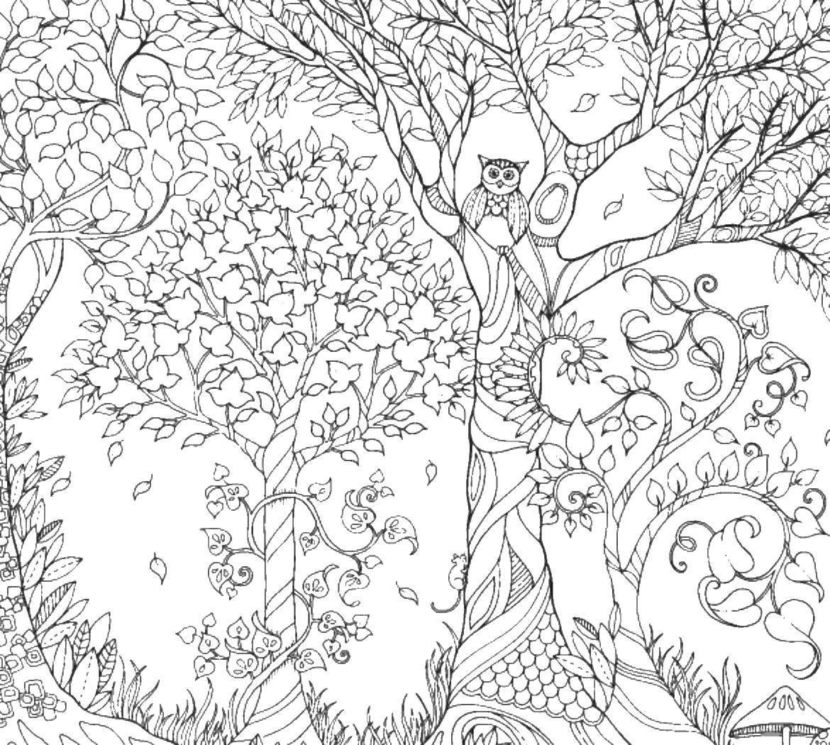 Coloring Owl in the woods. Category the forest. Tags:  forest, owl.