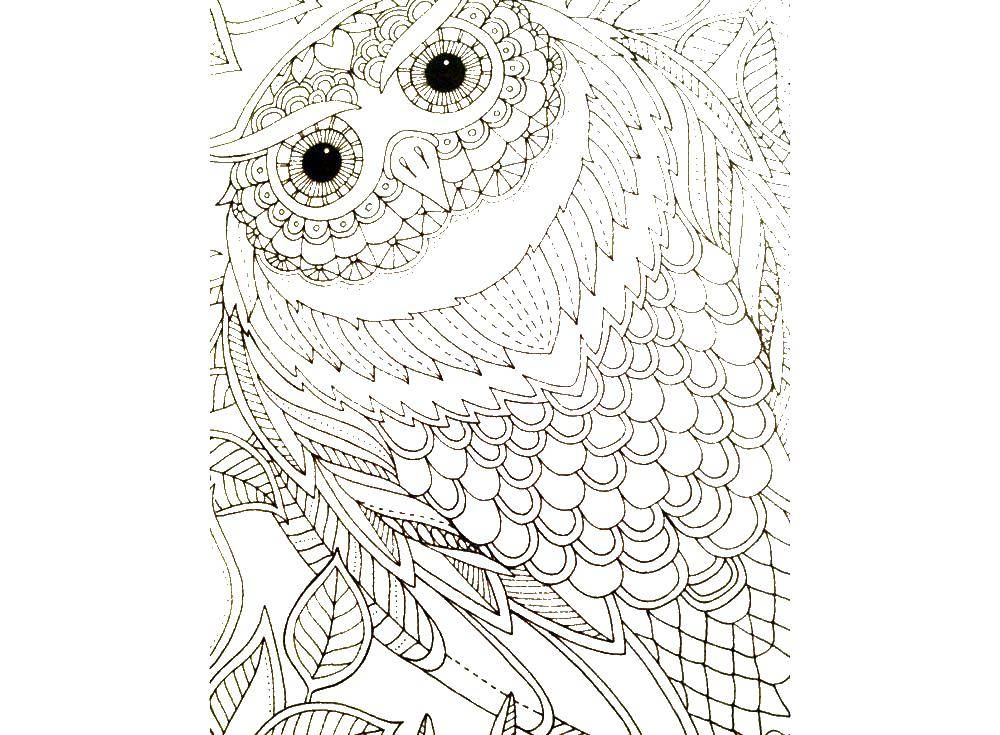 Coloring Owl. Category birds. Tags:  Owl.