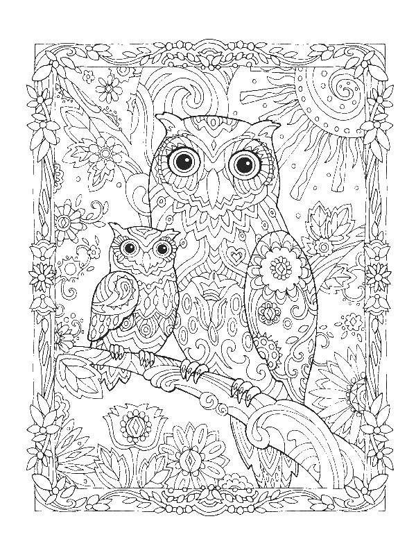 Coloring Owls. Category pattern . Tags:  owls.