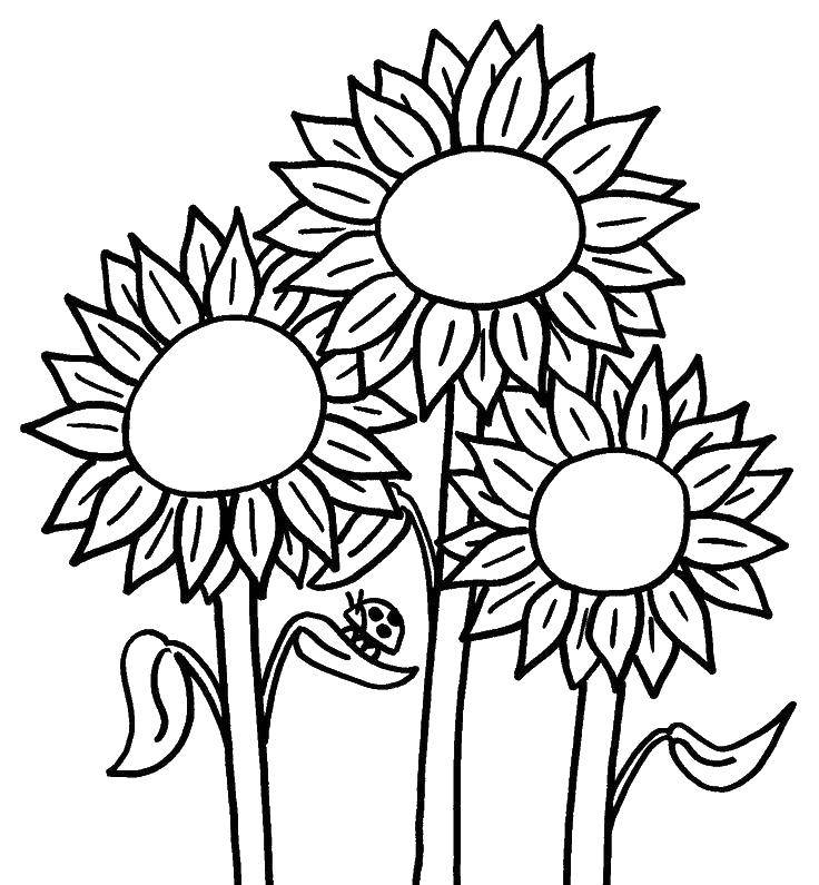 Coloring Three sunflower. Category flowers. Tags:  flowers, sunflowers.