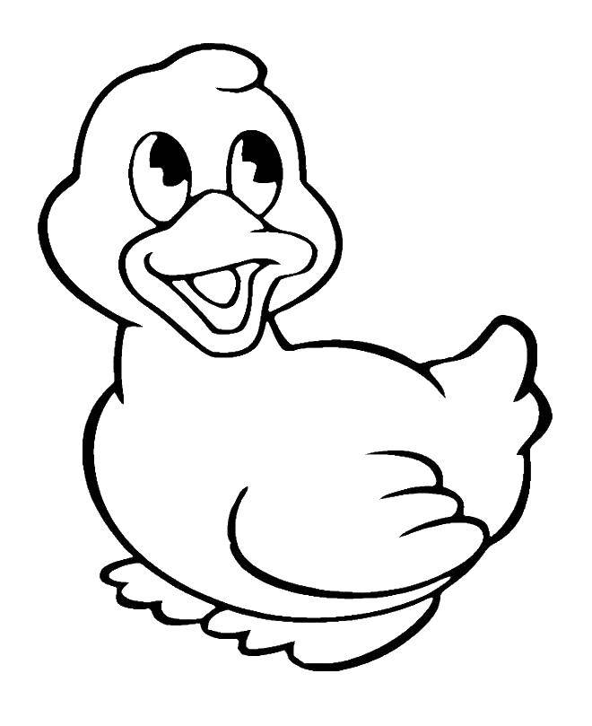 Coloring Duck is happy. Category birds. Tags:  Poultry, duck.