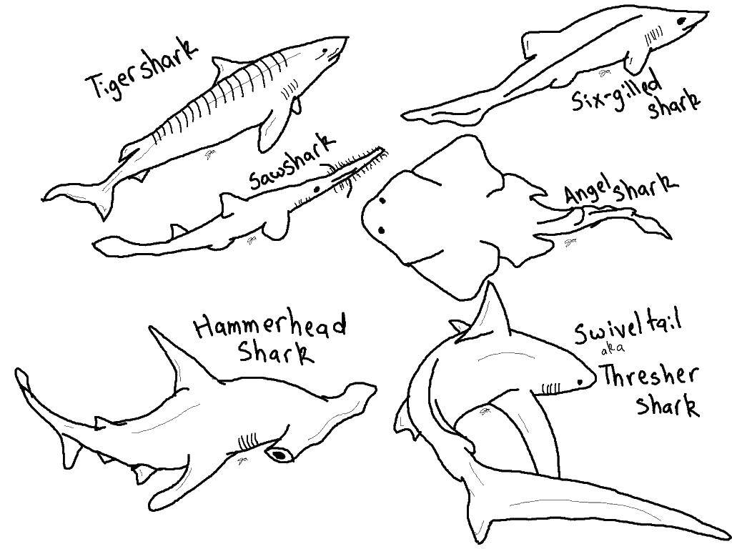 Название: Раскраска Виды акул. Категория: морское. Теги: Подводный мир, рыба, акула.