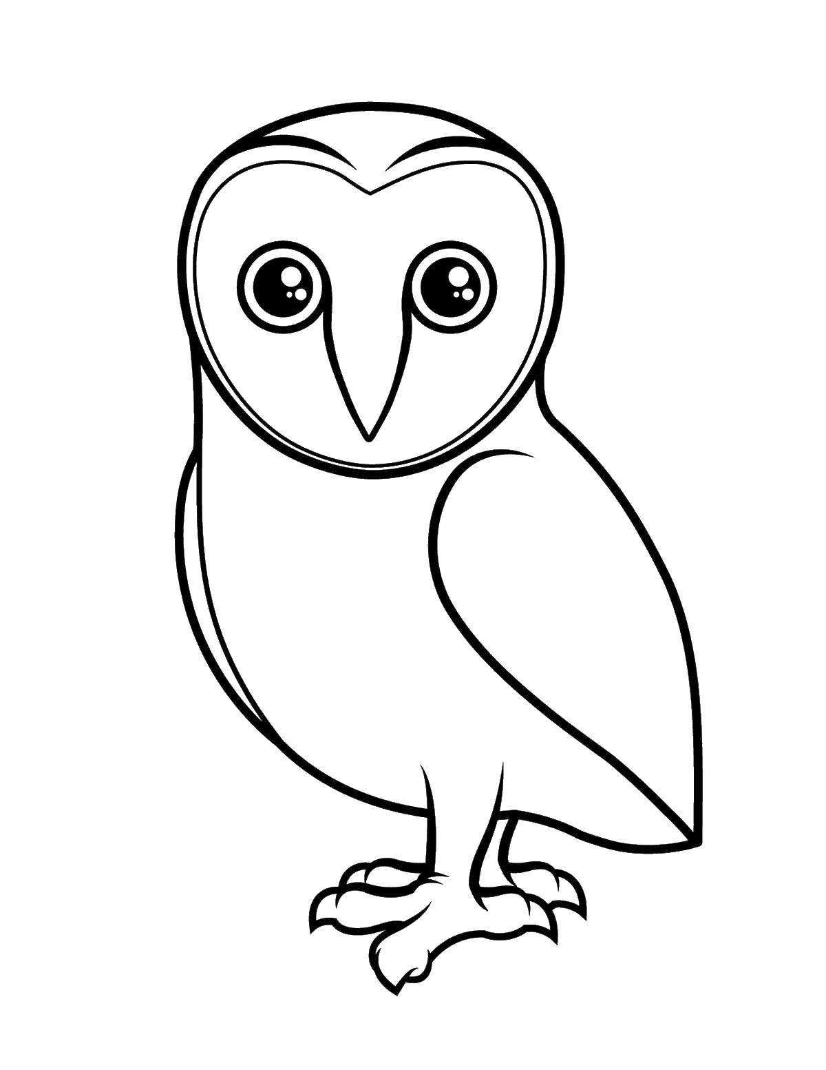 Coloring White owl. Category birds. Tags:  birds, owls.