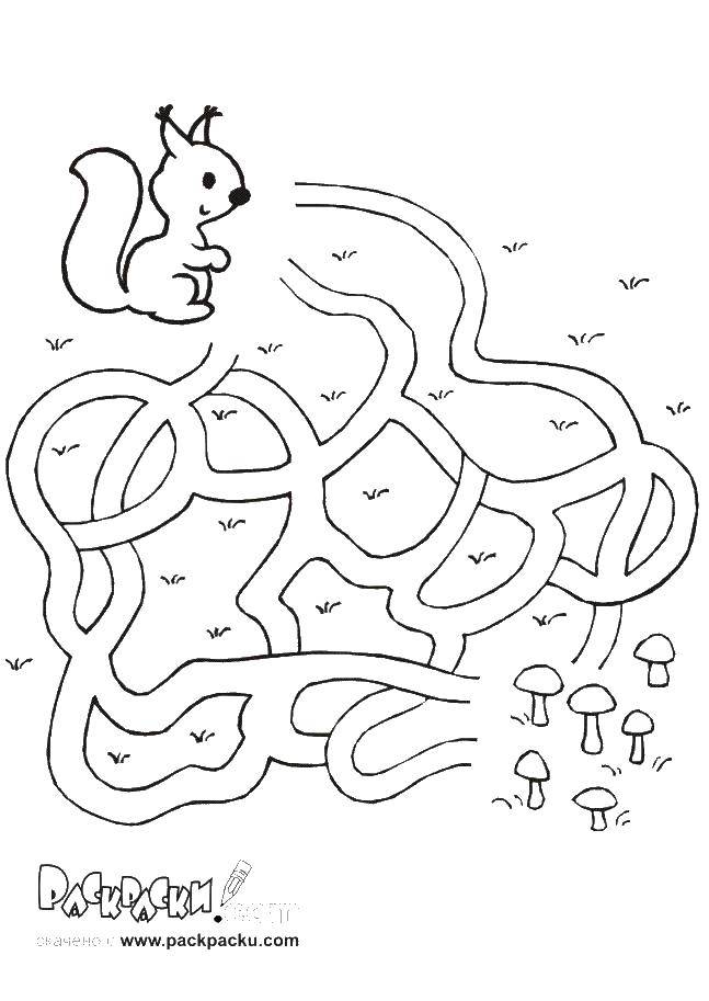 Coloring Squirrel and mushrooms. Category the labyrinth. Tags:  the labyrinth, a squirrel, mushrooms.