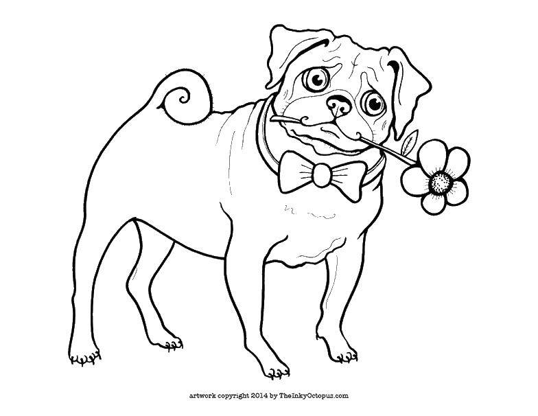 Название: Раскраска Бульдог с цветочком. Категория: собаки. Теги: собака, цветочек, бульдог.