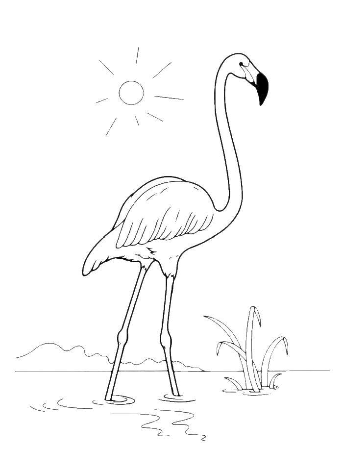 Название: Раскраска Фламинго в озере. Категория: птицы. Теги: птицы, фламинго.