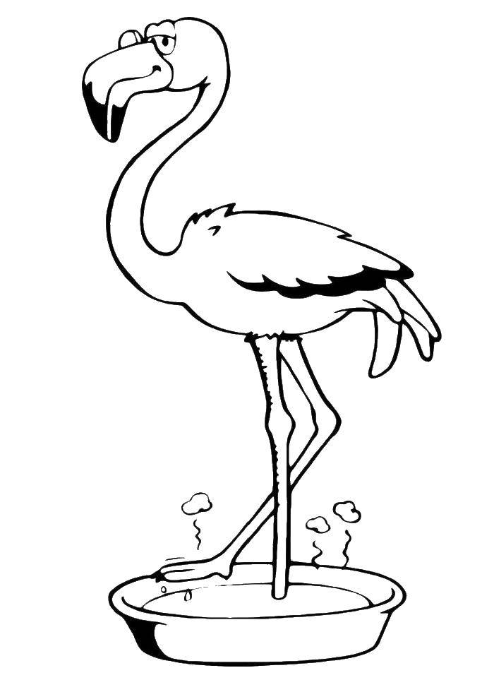 Название: Раскраска Фламинго.. Категория: птицы. Теги: птицы, фламинго.