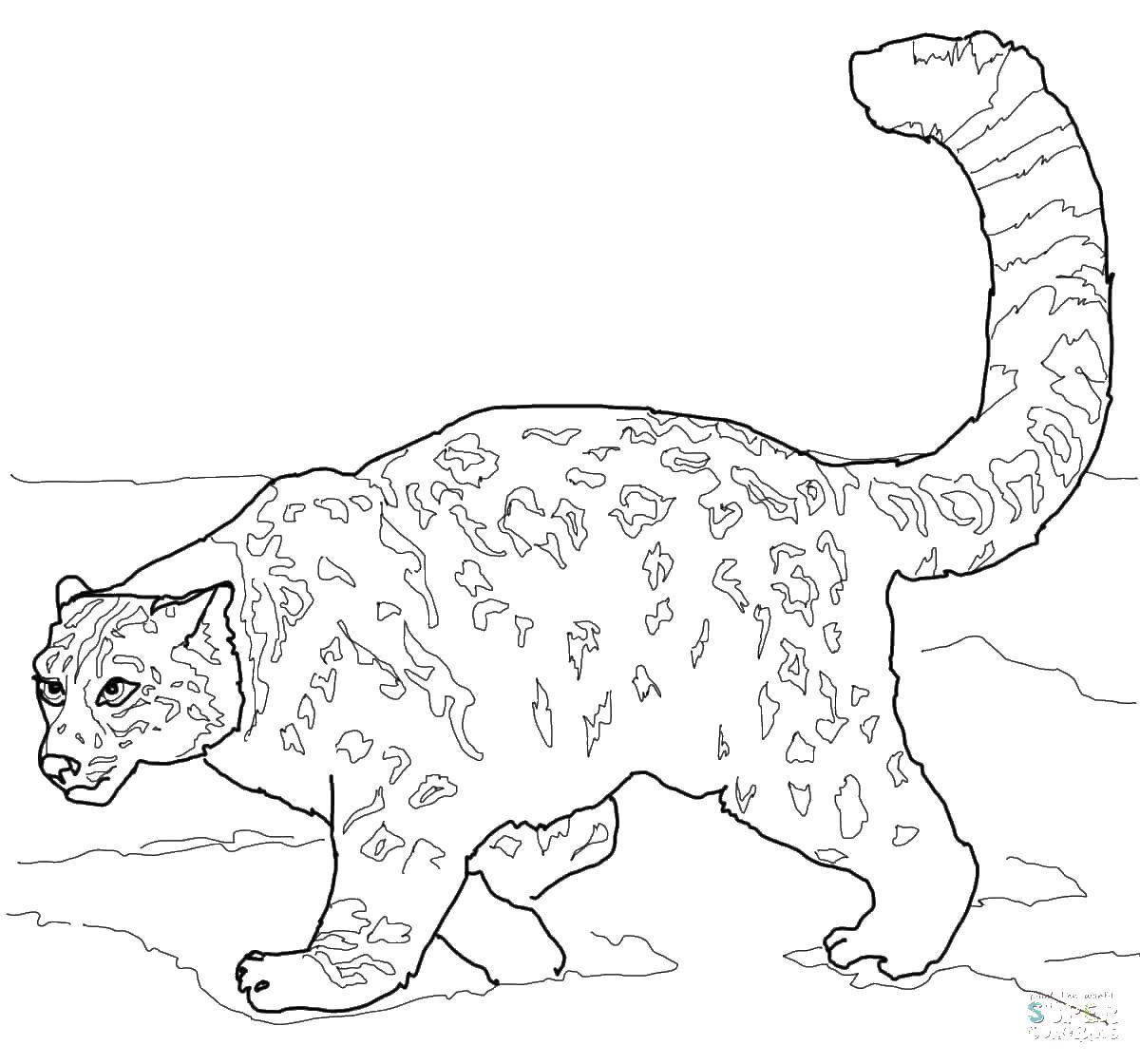 Coloring Cheetah has a fluffy tail. Category Animals. Tags:  animals, cheetahs, cats.