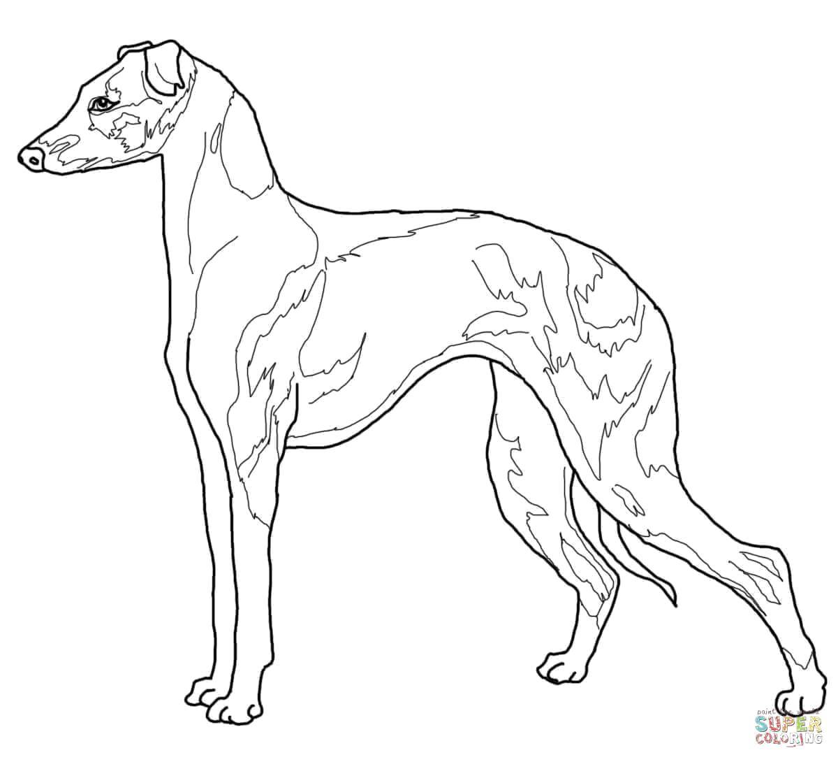 Coloring Hound. Category dogs. Tags:  dogs, animals.
