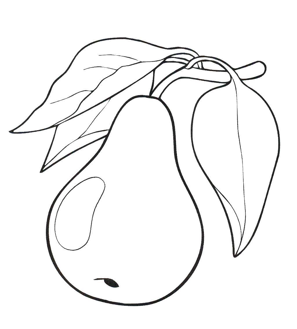 Coloring Pear on a branch. Category fruits. Tags:  fruit, branch, pear.