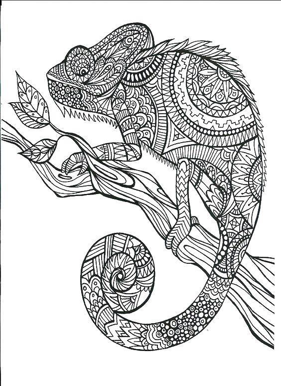 Coloring Chameleon. Category coloring antistress. Tags:  Chameleon.