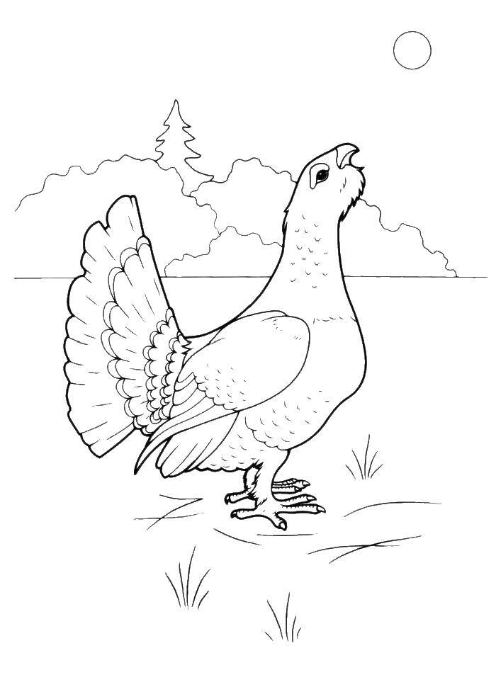 Coloring Turkey. Category birds. Tags:  Turkey, poultry.