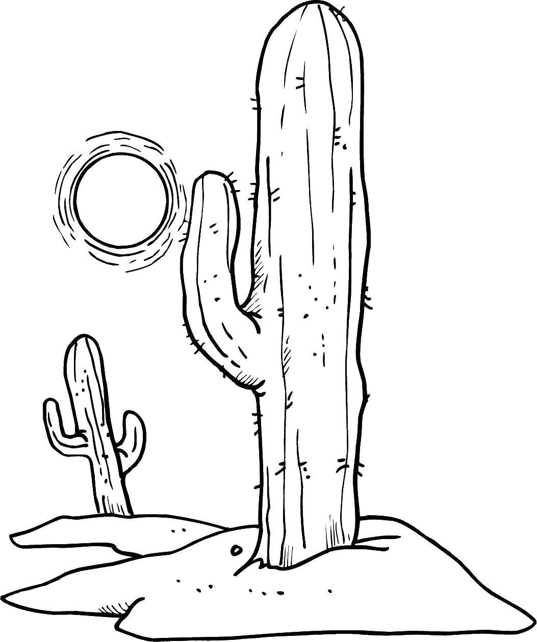 Название: Раскраска Кактусы в пустыне. Категория: кактус. Теги: кактусы, пустыня, растения.