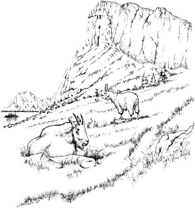 Название: Раскраска Козы в горах. Категория: природа. Теги: природа, козы, горы.