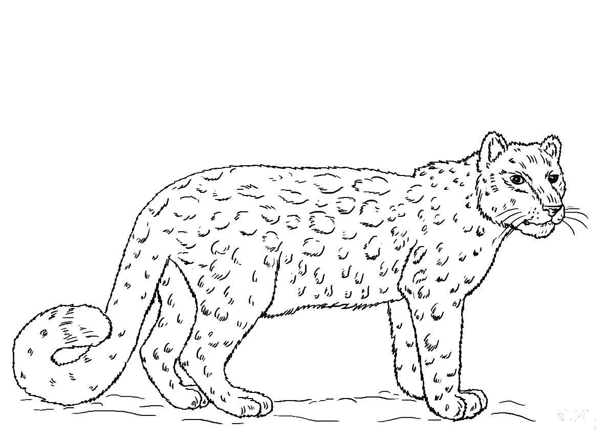 Coloring Beautiful Cheetah. Category Animals. Tags:  animals, Cheetah, cat.