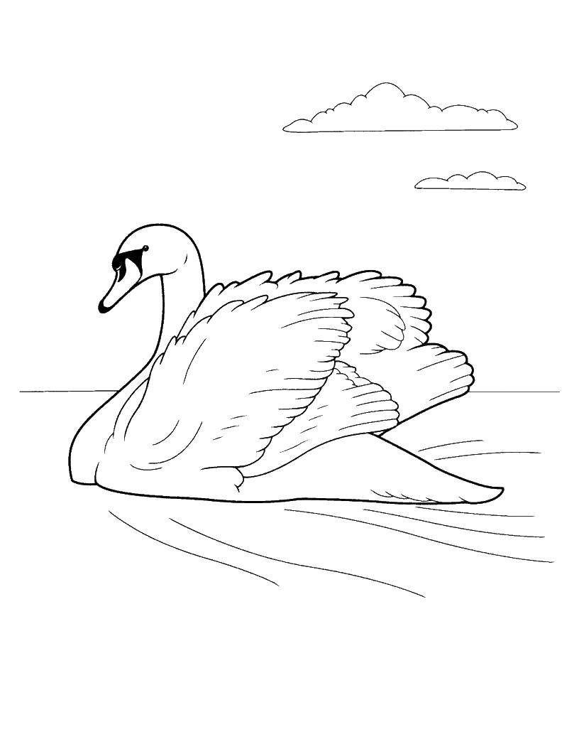 Название: Раскраска Лебедь в озере. Категория: птицы. Теги: птицы, лебеди.