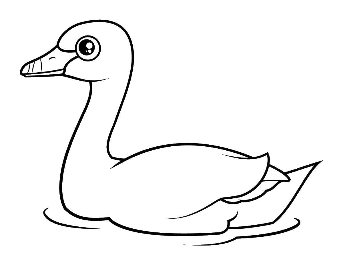 Coloring Swan in the water. Category birds. Tags:  birds, swans.