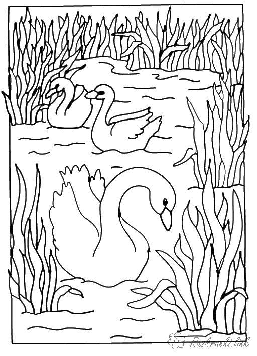 Название: Раскраска Лебеди на озере. Категория: птицы. Теги: птицы, лебеди, озеро.