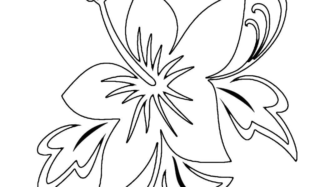 Название: Раскраска Лилия.. Категория: цветы. Теги: цветы, лилии.