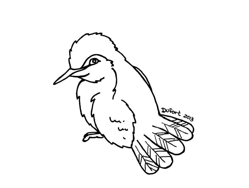 Coloring A little bird. Category birds. Tags:  birds, feathers.