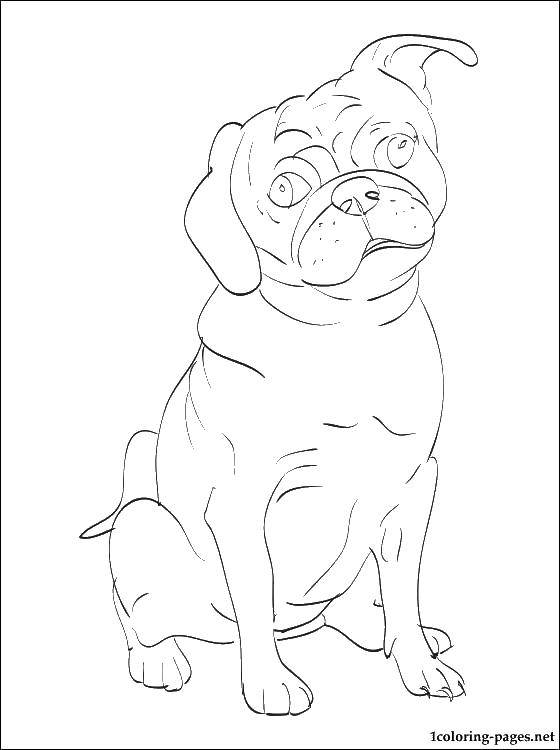 Coloring Little bulldog. Category dogs. Tags:  dogs, bulldog.