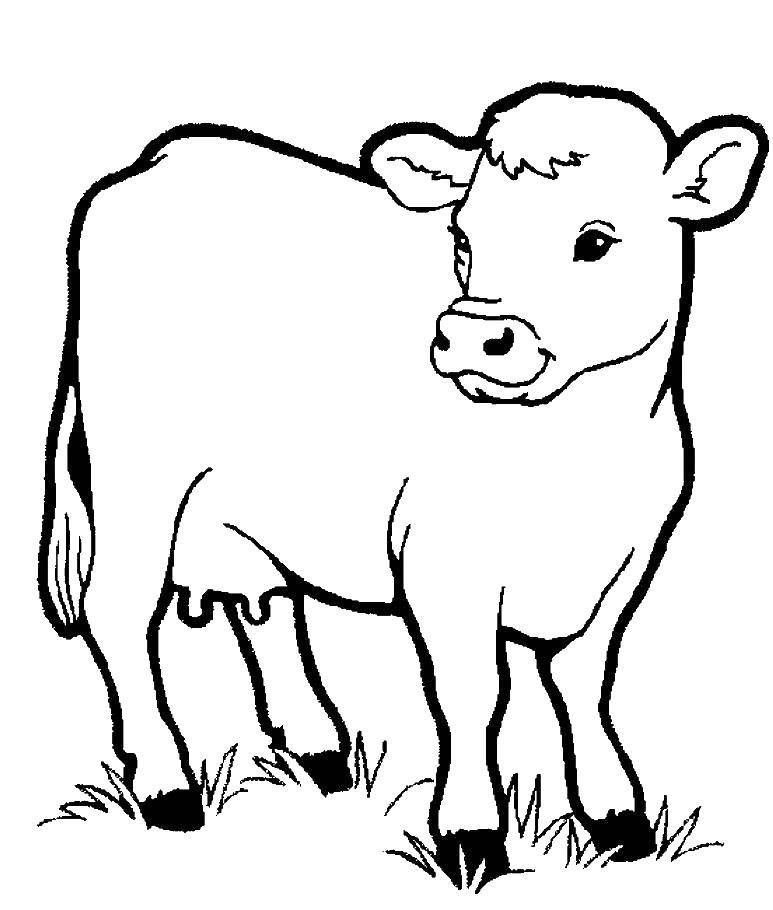 Название: Раскраска Маленький теленок. Категория: домашние животные. Теги: скот, теленок.