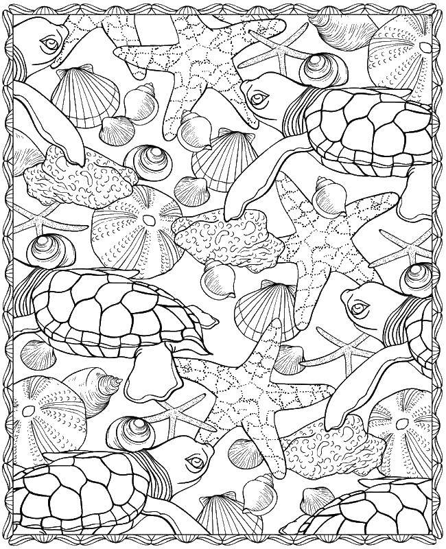 Название: Раскраска Морские звезды, ракушки, черепашки. Категория: морские обитатели. Теги: морские жители, вода, море, ракушки, черепашки.