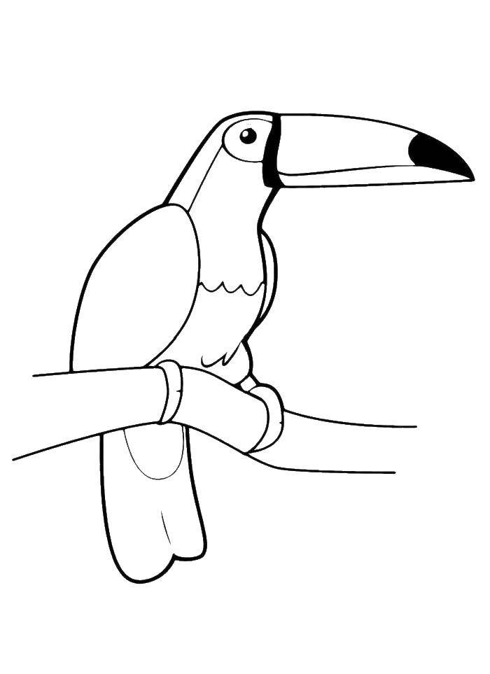 Coloring Pelican on a branch. Category birds. Tags:  birds, Pelican.