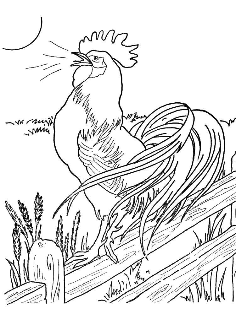 Название: Раскраска Петух поет на заборе. Категория: домашние животные. Теги: птицы, петухи, скот.