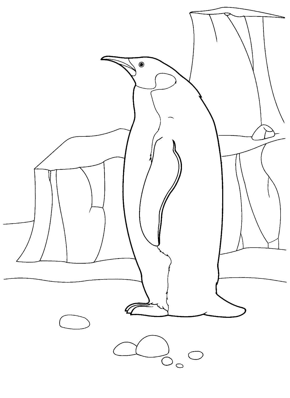 Название: Раскраска Пингвин на севере. Категория: пингвин. Теги: пингвин, птицы.