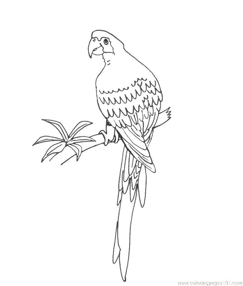 Название: Раскраска Попугайчик на жердочке. Категория: попугай. Теги: попугай, веточка, птицы.