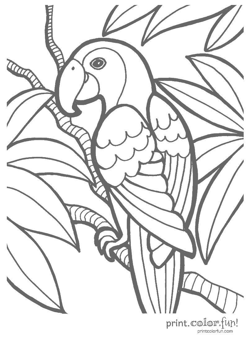 Название: Раскраска Попугайчик среди листвы. Категория: попугай. Теги: попугаи, листья.