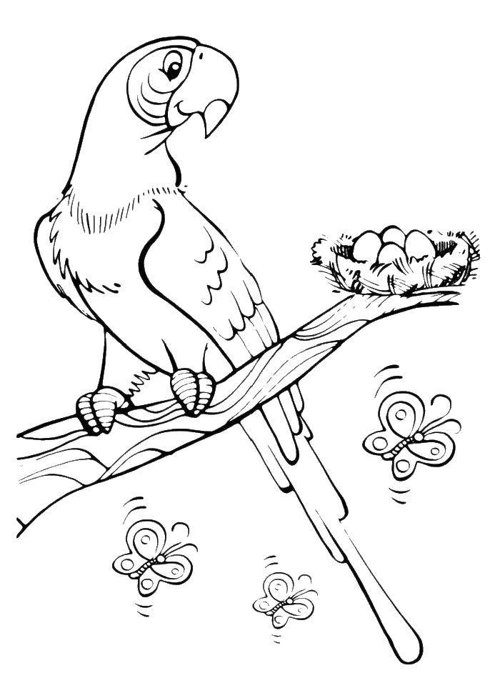Coloring Parrot at a nest. Category birds. Tags:  birds, parrot.