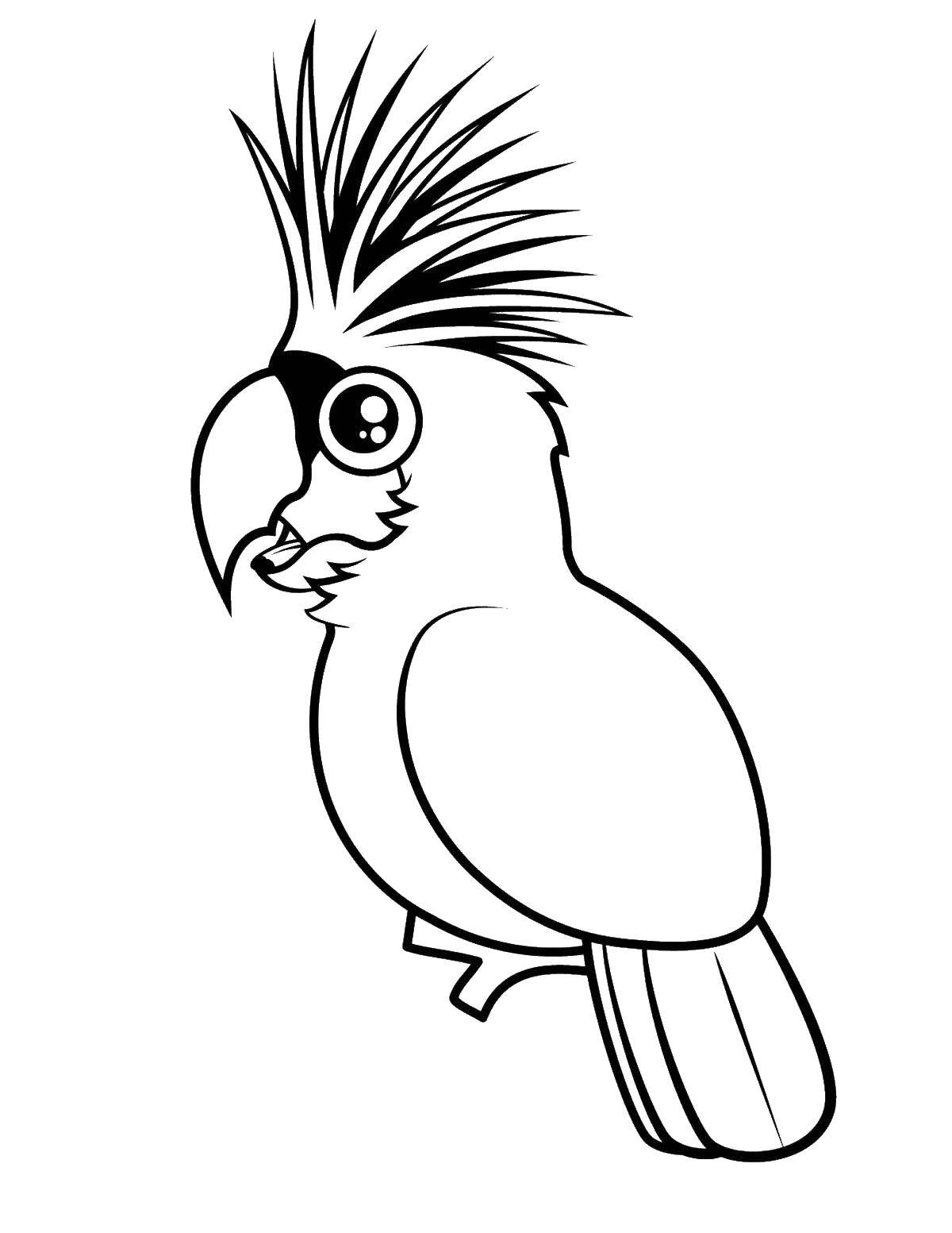 Coloring Parrot. Category birds. Tags:  birds, parrot, cockatoo.