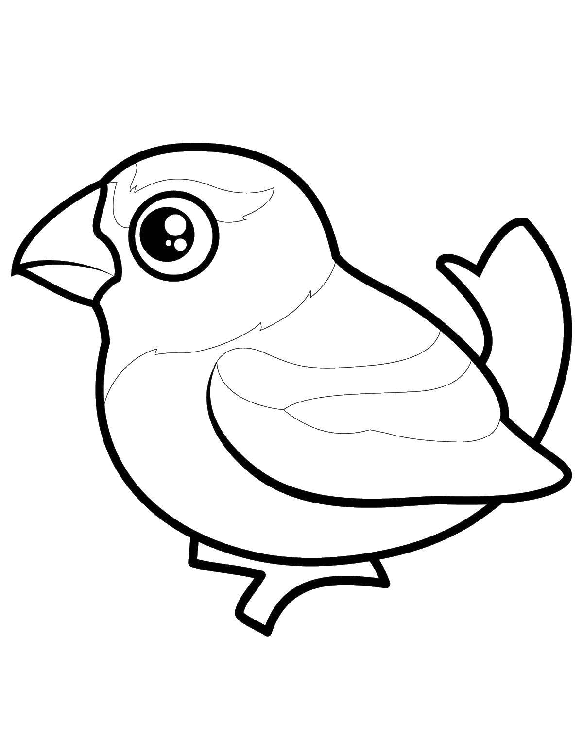 Coloring Bird with big eyes. Category birds. Tags:  birds, bird.