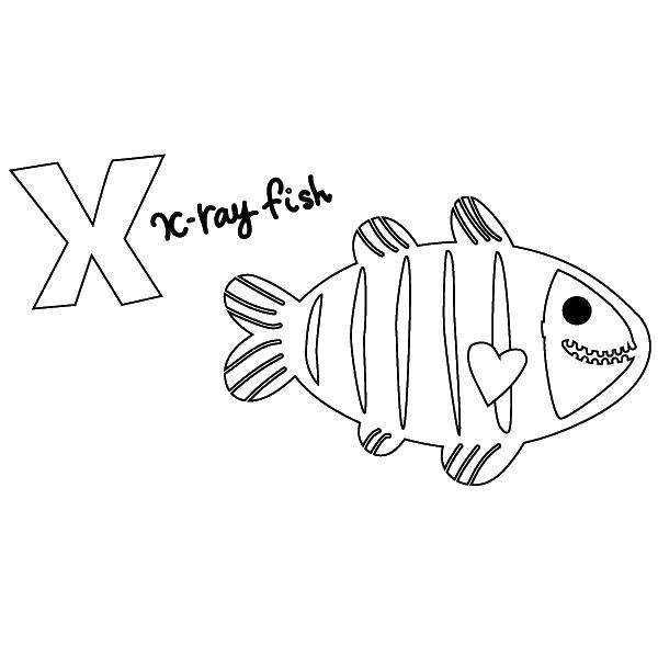 Coloring X-ray fish. Category fish. Tags:  fish, fish, x-ray.