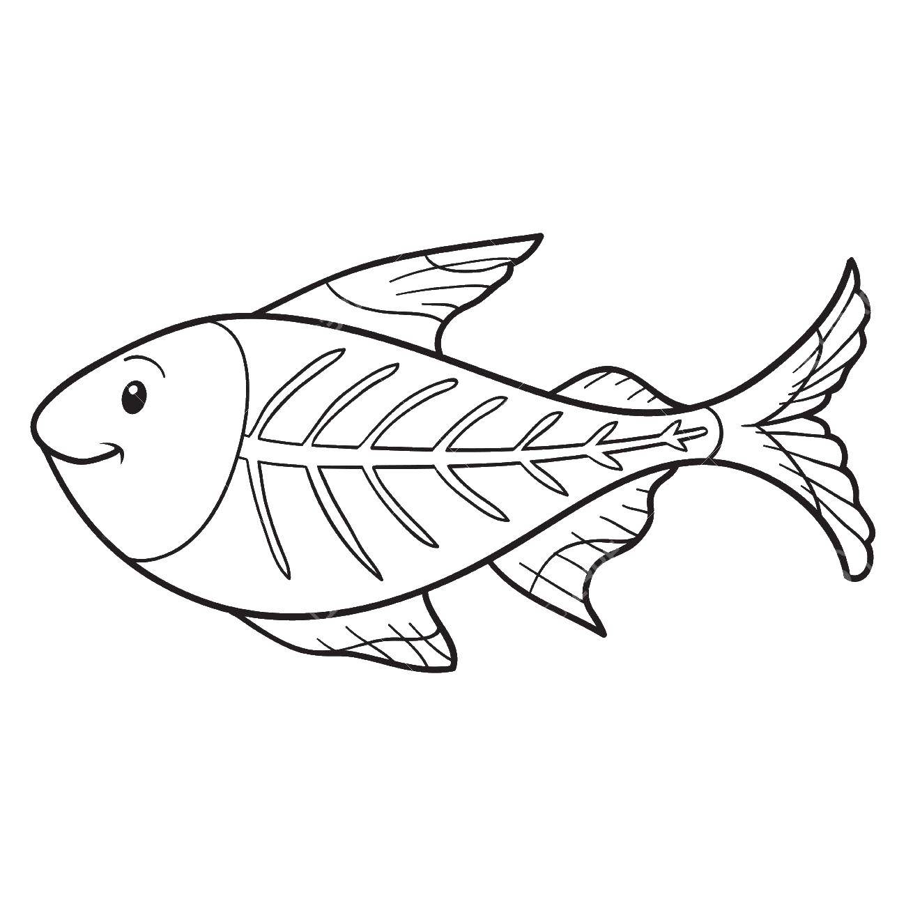 Название: Раскраска Рыбка с костями. Категория: рыбы. Теги: рыбы, рыбки, скелет, кости.