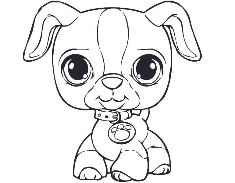 Coloring Puppy with collar. Category dogs puppies. Tags:  dogs, puppies, animals.