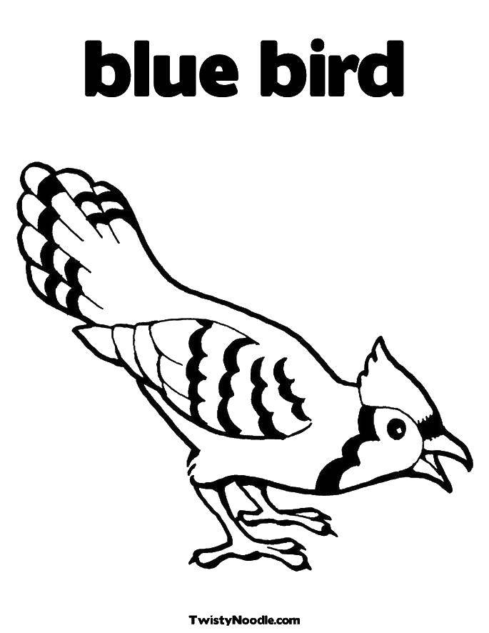 Coloring Blue bird. Category birds. Tags:  birds.