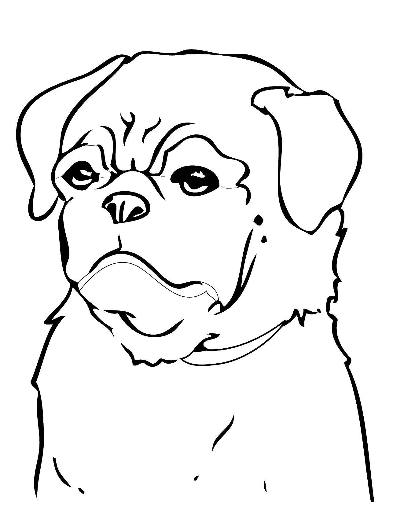 Coloring Dog. Category dogs. Tags:  dogs, dog, dog.
