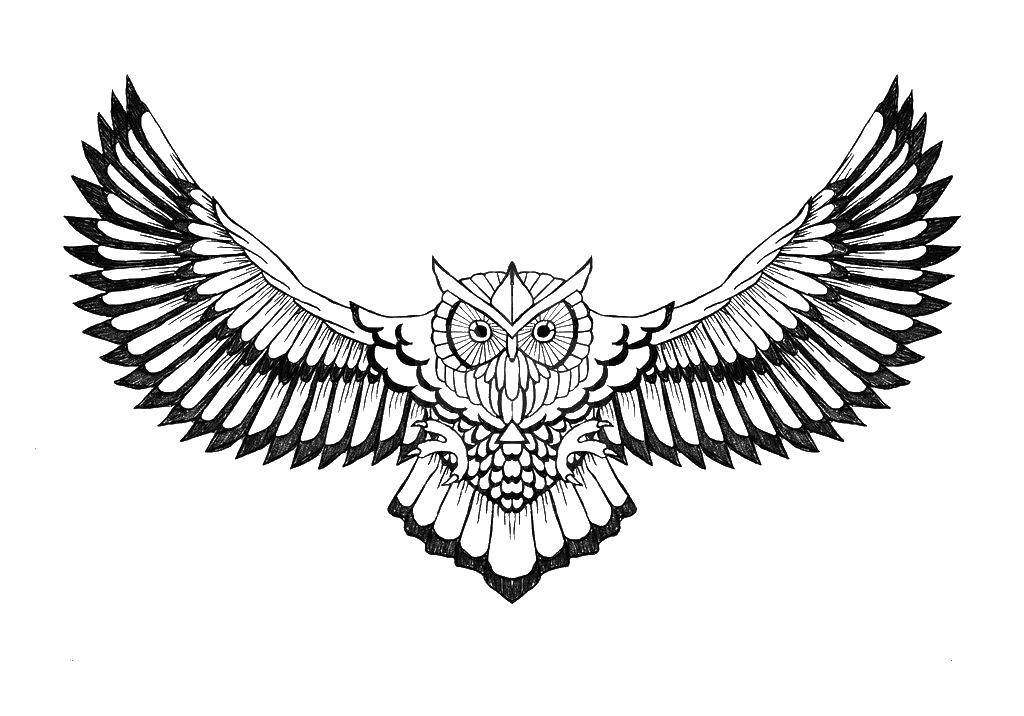 Coloring Owl in flight. Category coloring. Tags:  owl, flight, wings.