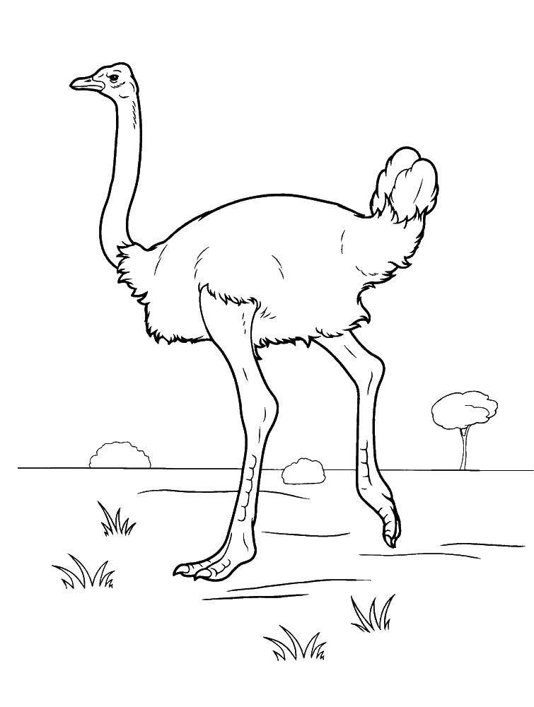 Coloring Ostrich.. Category birds. Tags:  poultry, ostriches.